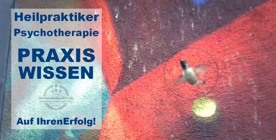 heilpraktikererfolg-ikvt-praktisch-gemacht-kolibri-vor-grafitti-960x487